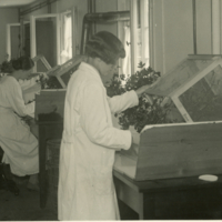 Goldschmidt Lab, Kaiser Wilhelm Institut: women at specimen boxes.