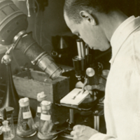 Curt Stern working under the microscope at University of Rochester.