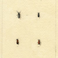 Insects