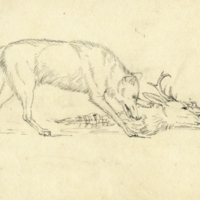 Wolf devouring deer head