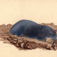 Shrew Mole