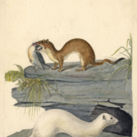 Mink and ermine