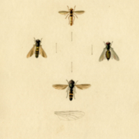 Insects, Plate no. 11