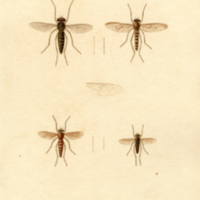 Insects, Plate no. 13