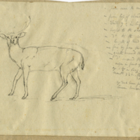 Deer (with a detailed description)