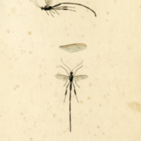 Insects, Plate no. 15