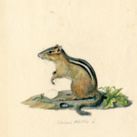 Chipmunk, Sciurus striatus L.