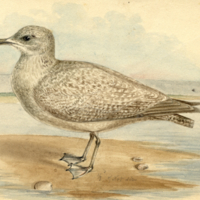 Gull, immature