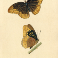 Insects, Plate no. 17