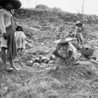 Tepecano men, children, harvesting