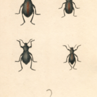 Insects, Plate no. 16