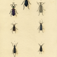 Insects, Plate no. ?