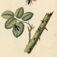 Insects, Plate no. 6