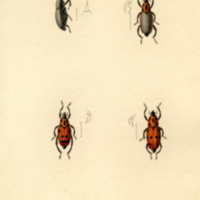 Insects, Plate no. 9