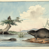 Muskrats