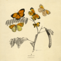 Butterflies, caterpillar & chrysalis: Xanthidia lisa (colored)