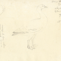 Goose (with notations)