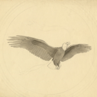 Design for coin or medallion (eagle)