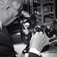 W. F. G. Swann, looking through microscope.