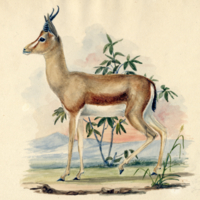 Antelope (Gazelle)