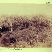 La forêt à Comalcalco