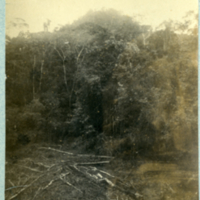 La cerro alto de Palenque vue prise de la galerie du palais