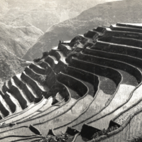 Rice terracing by the Igortes, Philippines, close up of steps.