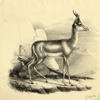 Antelope (Gazelle)