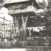 A Manobo tree house seen from the west, Philippines.