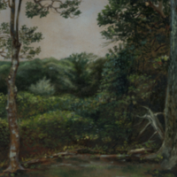 Forest scene