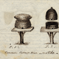 Common cottage hive and Eke.