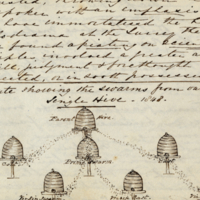 Plate showing the swarms from our single hive, 1848.