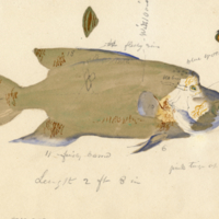 Fish (with notations)