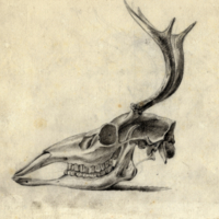 Animal skull