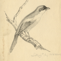 Bird (unidentified) By William W. Wood