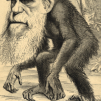 "A Venerable Orang-Outang…" Darwin Caricature.