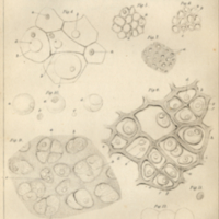 Diagram of animal and plant cells.