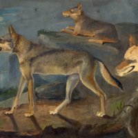 Wolves. 1. Lupus gigas 2. Lupus occidentalis