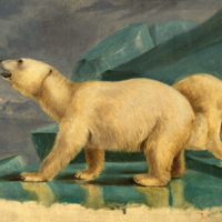 Polar bears