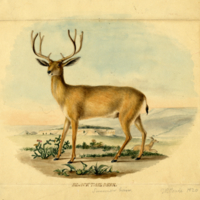 Black Tail Deer, summer hair