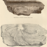 Fossil Plants