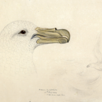 Proscelaria (Sea gull head)