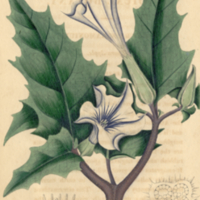 Datura Stramonium.