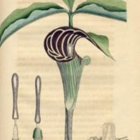 Arum Triphyllum.