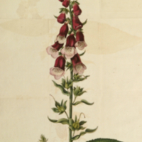 Digitalis purpurea.