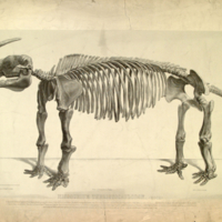 Missourium Theristocaulodon (Koch.)