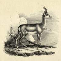 Antelope (Gazelle)