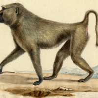 Monkey ("Simia hamadryas, Tartarian Monkey")