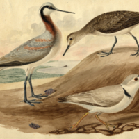 Three birds: 1. Wilson's Phalarope; 2. Shinz's Sandpiper; 3.Piping Plover