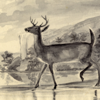 Deer by a lake